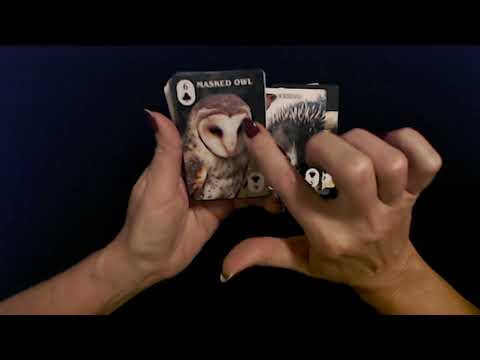 ASMR | Australian Animal Playing Cards Show & Tell (Soft Spoken)