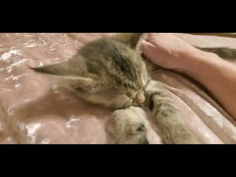 ASMR Request | Purring Kitten (Some Whispering)