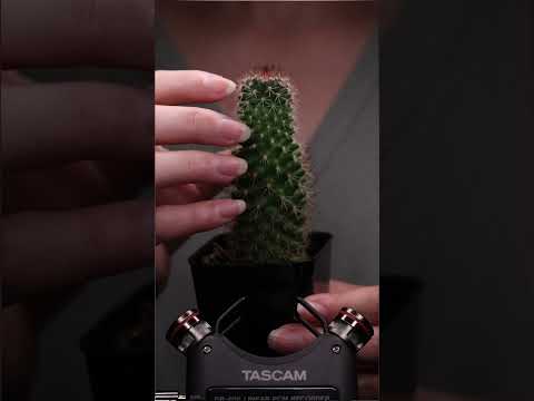 ASMR - What Can We Learn From This Cactus #christianasmr #cactus #tascam
