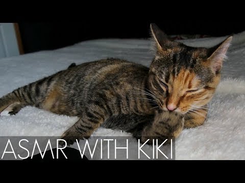 ASMR - Cat Purring, Grooming, Licking, & Eating 😻 LOOPED // No Talking