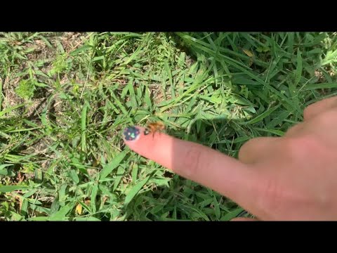 ASMR with me bees! (Literally)