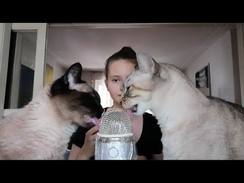 ASMR | My cats eating on the mic (deutsch/german) Credit : @vallaraya ASMR