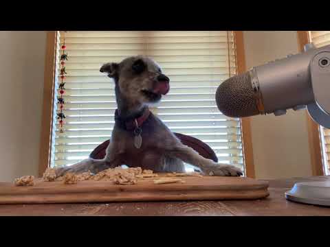 ASMR Dog Eats Crackers for 5 Minutes Straight
