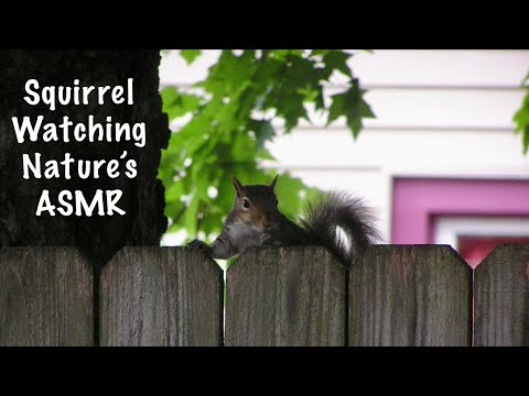 ASMR Relaxing Squirrels & Bird watching/Cats away the squirrels will play! Outdoor nature sounds.