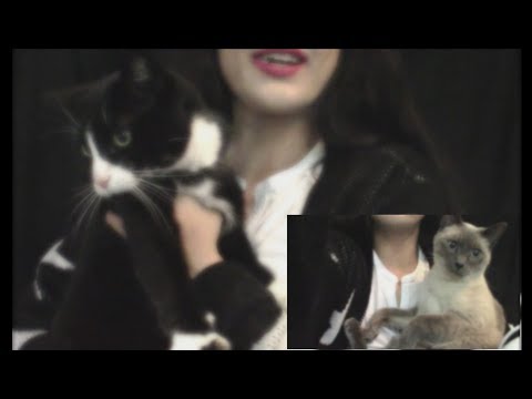 ASMR Gum Chewing With Two Cats [😺Purring sounds asmr/ Whisper] For Sleep 😴 💤 🛏 3DIO BINAURAL 🐈🐱🍬