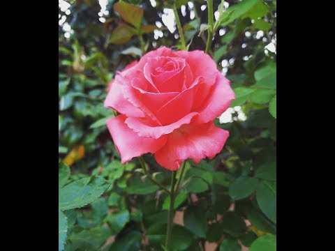 SouthernASMR Sounds Vlog 🌹 My Roses / Back Yard
