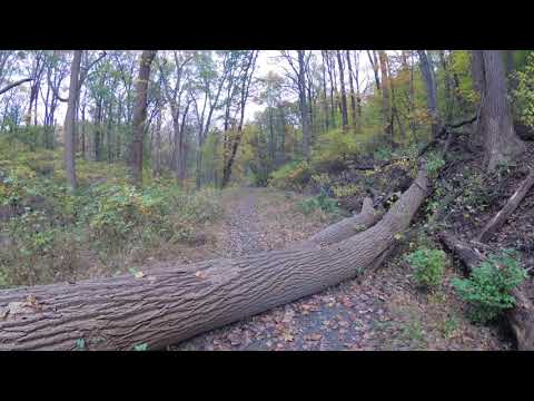 ASMR Hiking [4K] Quiet Paved Path Through the Woods