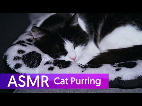 ASMR | With My Sleepy Cat (Purring Sounds) 🤍🎧