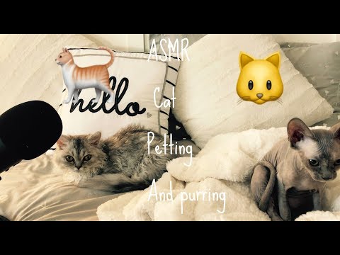 ASMR~ Cat Petting And Purring (EXTREMELY CUTE ) 🐈🐱🐱🐈
