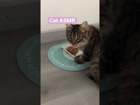 Cat eating cat food ASMR