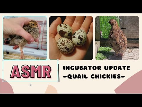 (ASMR) My Quail will be Hatching Soon! Update on Cute Babies. Whispered, Soft-spoken, Chirping