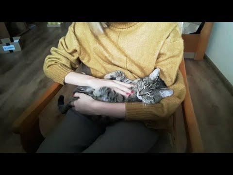 ASMR With My Cat Kazik 🐱 Chatting, Petting Him etc.