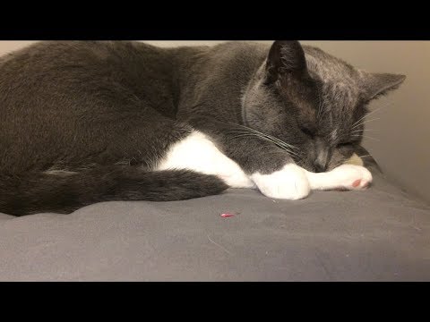 ASMR Purring Cat Sounds To Put You To Sleep