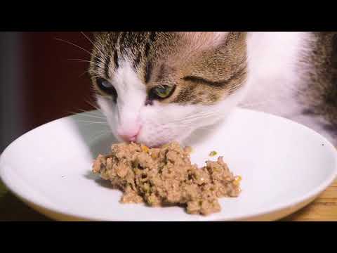 ASMR Miso Cat Eating Duck (Soft Eating + Kitty Licking Sounds ) | Nomnomsammieboy