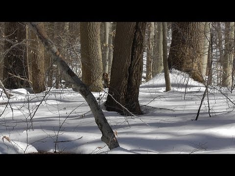 In Search of The Pennsylvania Bigfoot