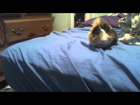goku the guinea pig chillin on the bed