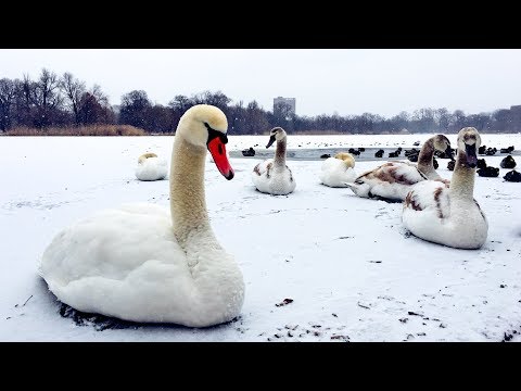 Cute Winter Wildlife Swan Family + Ducks and Snow in Prospect Park Brooklyn NYC