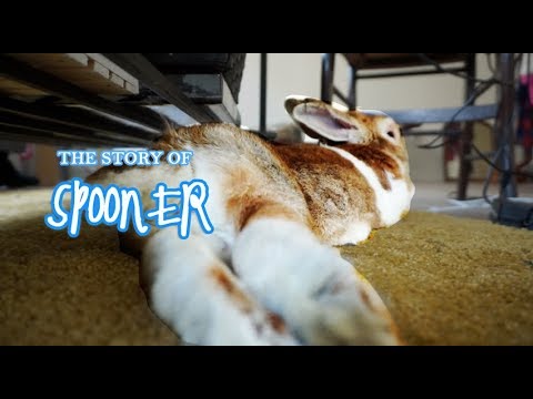 ASMR The Story of My Bunny, Spooner