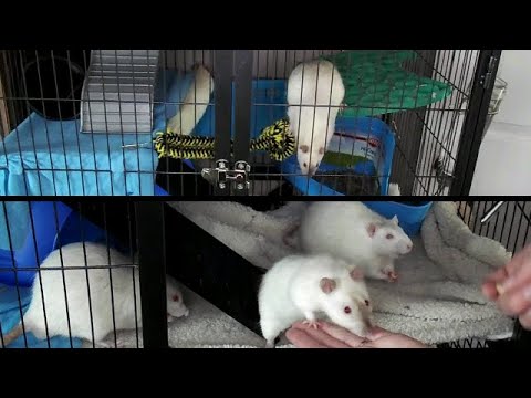 ASMR Update on My Rats, Rat Cage Tour, and Rat Training 🐀 (Up-close Binaural Whispers)