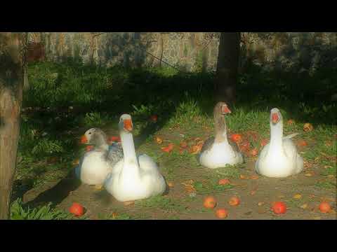 lulu goose Live Stream