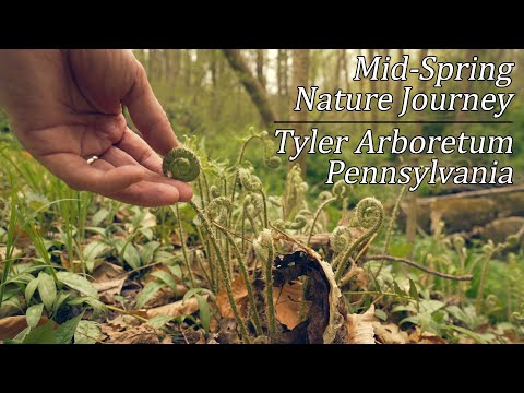 Mid-Spring Nature Journey in the Woods of Tyler Arboretum, Pennsylvania