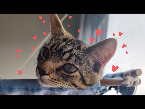 ASMR | Une sieste avec Seiko, mon poti chat 🐱❤️ RONRONNEMENT et PLUIE 🌧️ (attention c'est très cute)