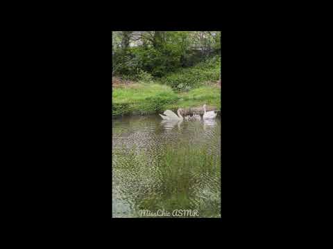 ASMR CYGNETS FIRST TIME SWIMMING (Nature Sounds) 🦢🐣