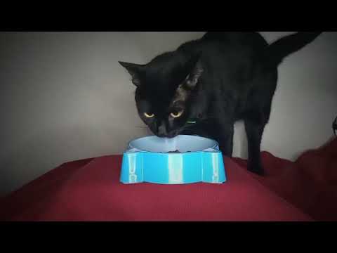 ASMR: Meu gatinho comendo (Baguera)