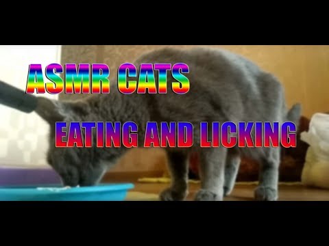 CATS ASMR!//CATS EATING AND LICKING!//ASMR VIDEO//АСМР КОТЫ!//КОТЫ ЕДЯТ И ПЬЮТ!