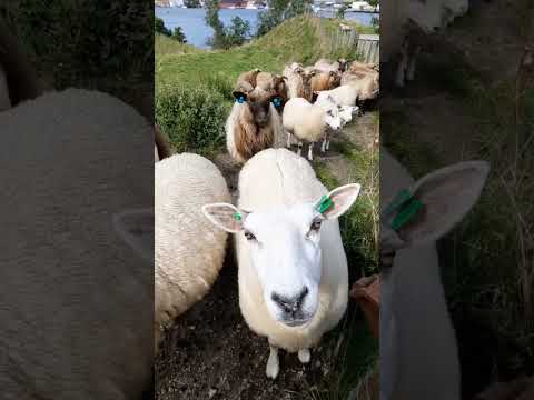 Koyun Sesleri #farm #koyun #çiftlik #köyhayatı #türkçeasmr #tingles #asmrsounds #shorts #relax