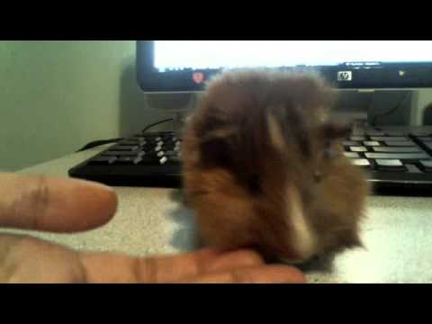 guinea pig  named teddy bear :)