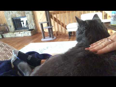 ASMR Cat PURRing being petted FEET relaxing