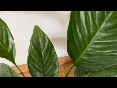 ASMR plants tapping 🪴