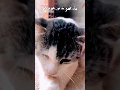 Um CAT fazendo SPIT PAINT para vocês - Demilly ASMR #asmr #shorts #shortsviral #viral #viralvideo