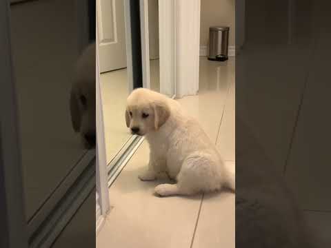 Golden Retriever Puppy Discovers Herself in the Mirror