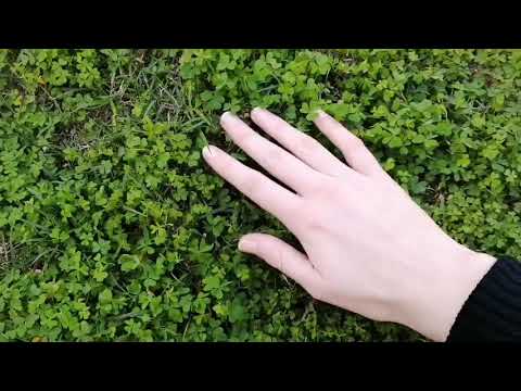 ASMR Outside Tapping & Scratching
