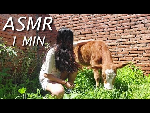 Mi vaca 🐄 hace ASMR | 1 minuto asmr