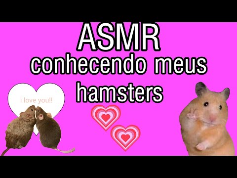 asmr conhecendo meus hamster meus ratinhos🐀🐀joao e maria