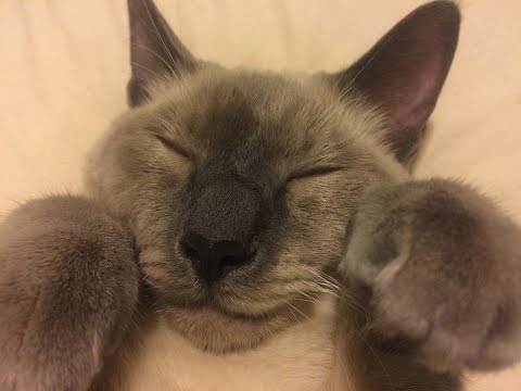 Cat Sleeping