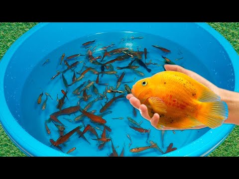 Tiger Barb Betta Ram Cichlid Guppy Koi Carp Fish PingPong Pearl Scale Goldfish Catfish animals Video