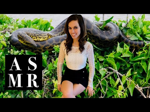 [ASMR] South America's Top 5 Animals - Learn and Fall Asleep