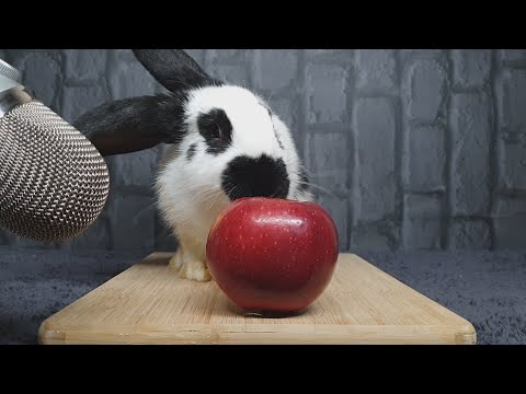 Rabbit Eating Apple in ASMR