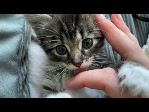asmr with my kitten (playing, tapping, tracing, crinkles)