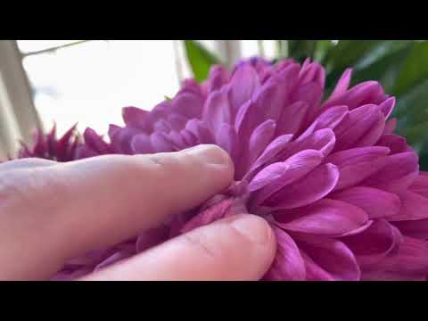 ASMR-Scratching some pretty flowers + glass tapping