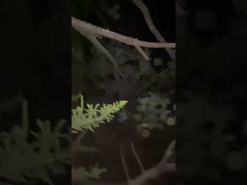 Nighttime Nature ASMR