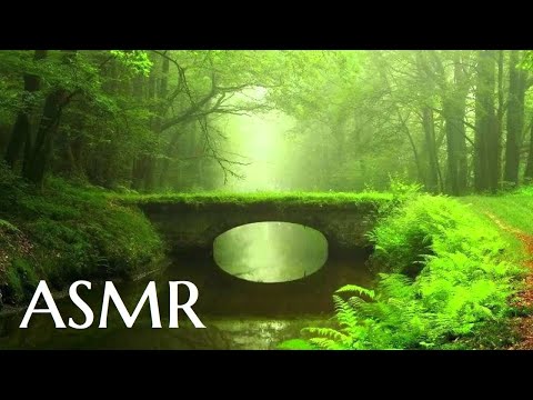 ASMR - Forest Walk: Wonder of Trees