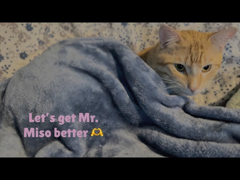 ASMR | I’m back 🤍 Let’s Get Mr. Miso a Check-Up 🫶🫡
