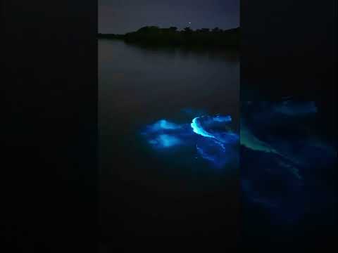 Swimming in bioluminescence #dog #aesthetic #doglover #cute #aestheticgirl #travel #mermaid