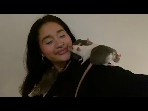 ASMR with my Rats (+cage tour)