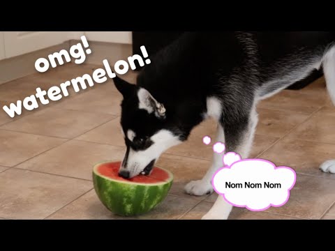 I gave my husky puppy watermelon for the first time...